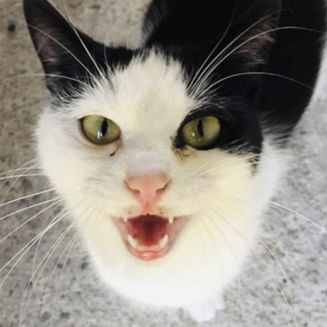 Mooki the mischievous