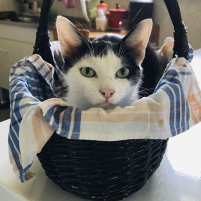 Robin - Captain Crash