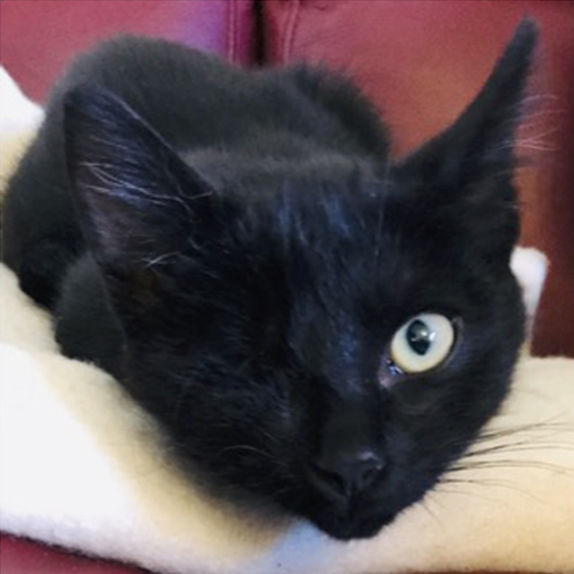 Gorgeous Girl One-Eyed-Stevie